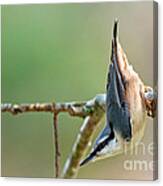 Breakneck - The Nuthatch Canvas Print