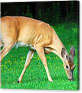 Bright Eyed And Bushy Tailed Canvas Print