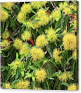 Bright Yellow Wattle Flowers Bloom Canvas Print