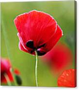 Brilliant Red Poppy Flower Canvas Print