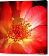 Brilliant Summer Rose Canvas Print