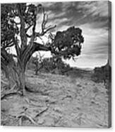 Bristlecone Pine Canyonlands Utah Canvas Print