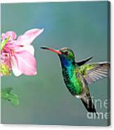 Broad-billed Hummingbird At Flower Canvas Print