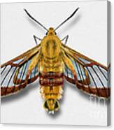 Broad-bordered Bee Hawk Moth Butterfly - Hemaris Fuciformis Naturalistic Painting -nettersheim Eifel Canvas Print