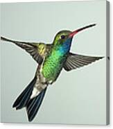 Broadbill Hummingbird Alternate Wing Pose Canvas Print