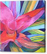Bromeliad Pink Canvas Print