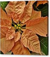 Bronze Poinsettia 3 Canvas Print