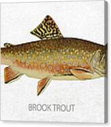 Brook Trout Canvas Print