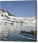 Brown Bear And Cubs Swimming Kamchatka Canvas Print