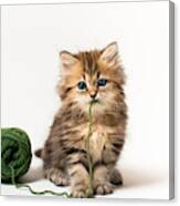Brown Blue-eyed Kitten With Green Wool In Mouth Canvas Print