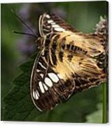 Brown Clipper Butterfly Canvas Print
