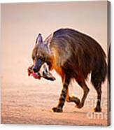 Brown Hyena With Bat-eared Fox In Jaws Canvas Print