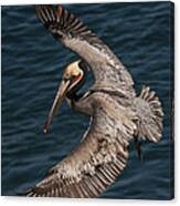 Brown Pelican Landing 2 Canvas Print