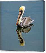 Brown Pelican Reflection Canvas Print