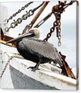 Brown Pelican Canvas Print