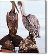 Brown Pelicans Preening Pelecanus Canvas Print