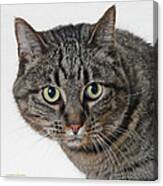 Brown Tabby Canvas Print