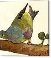 Bruce S Green Pigeon Canvas Print