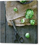 Brussels Sprout Canvas Print
