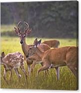 Buck And Doe And Fawn At Sunset Canvas Print