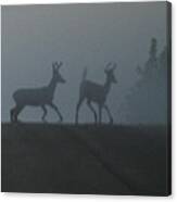 Bucks In Fog Canvas Print