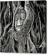 Buddha Head Wrapped In A Tree Canvas Print