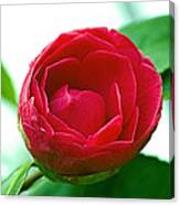 Budding Camelia Canvas Print