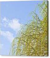 Willow Tree Against Blue Sky Canvas Print