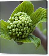 Buds Canvas Print