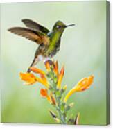 Buff-tailed Coronet Hummingbird Canvas Print