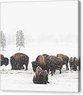 Buffalo Herd In Snow Canvas Print
