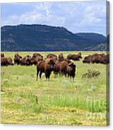 Buffalo Near Cimarron New Mexico Canvas Print