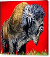 Buffalo Warrior Canvas Print