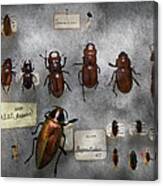 Bug Collector - The Insect Collection Canvas Print