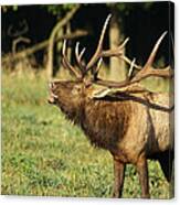 Bugleing Elk Canvas Print