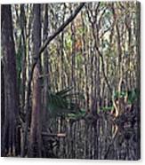 Bull Creek Swamp. Canvas Print