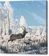 Bull Elk At Winter Dawn Canvas Print