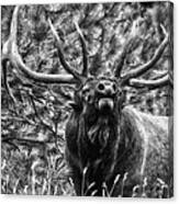 Bull Elk Bugling Black And White Canvas Print