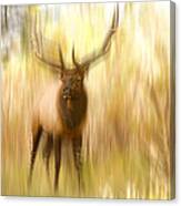 Bull Elk Forest Dreaming Canvas Print