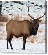 Bull Elk Canvas Print