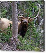 Bull Elk Looking At Me Canvas Print