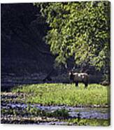 Bull Elk Near Ponca Access Canvas Print