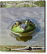 Bull Frog And Pond Canvas Print