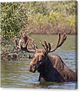 Bull Moose Arising From Stream In Grand Tetons National Park 2011 Canvas Print
