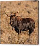 Bull Moose Canvas Print