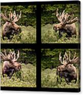 Bull Moose Collage Canvas Print