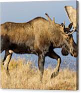 Bull Moose In Denali Canvas Print