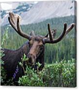 Bull Moose Grazes In The Shadows Of Mountains Canvas Print