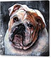 Bulldog Canvas Print