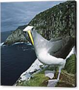 Bullers Albatross At Potential Nest Canvas Print
